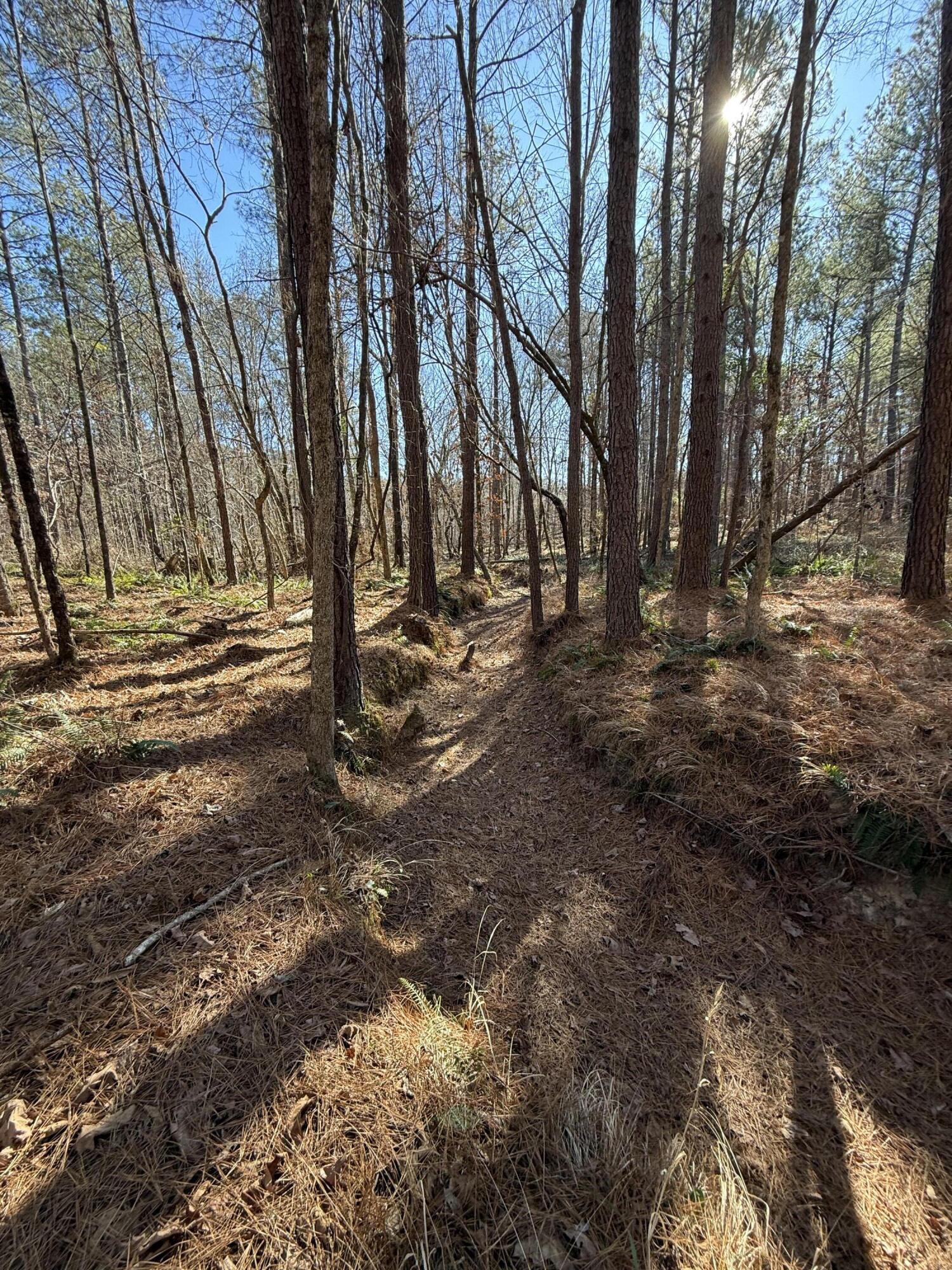 0 L R L R White Road McCormick, SC 29835 - Photo 7 of 7 IMG_9858
