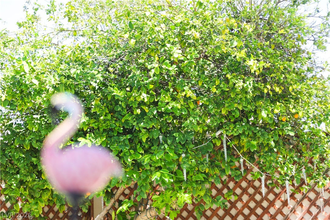 133 Coventry Circle Henderson, NV 89074 - Photo 99 of 99 Meyer lemon tree produces plenty of fruit