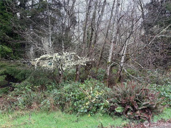a view of a forest with lots of trees