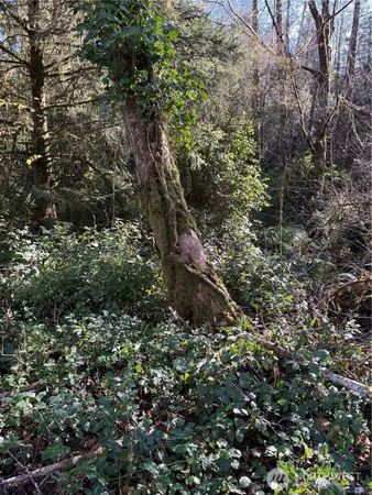 a view of a forest with a tree