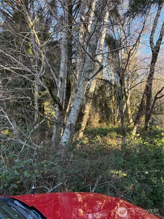 a view of yard with tree s