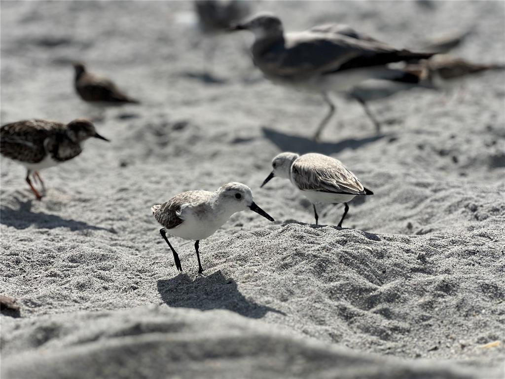 2255 North Beach Road, Unit 20 Englewood, FL 34223 - Photo 50 of 50 a view of a backyard of a house