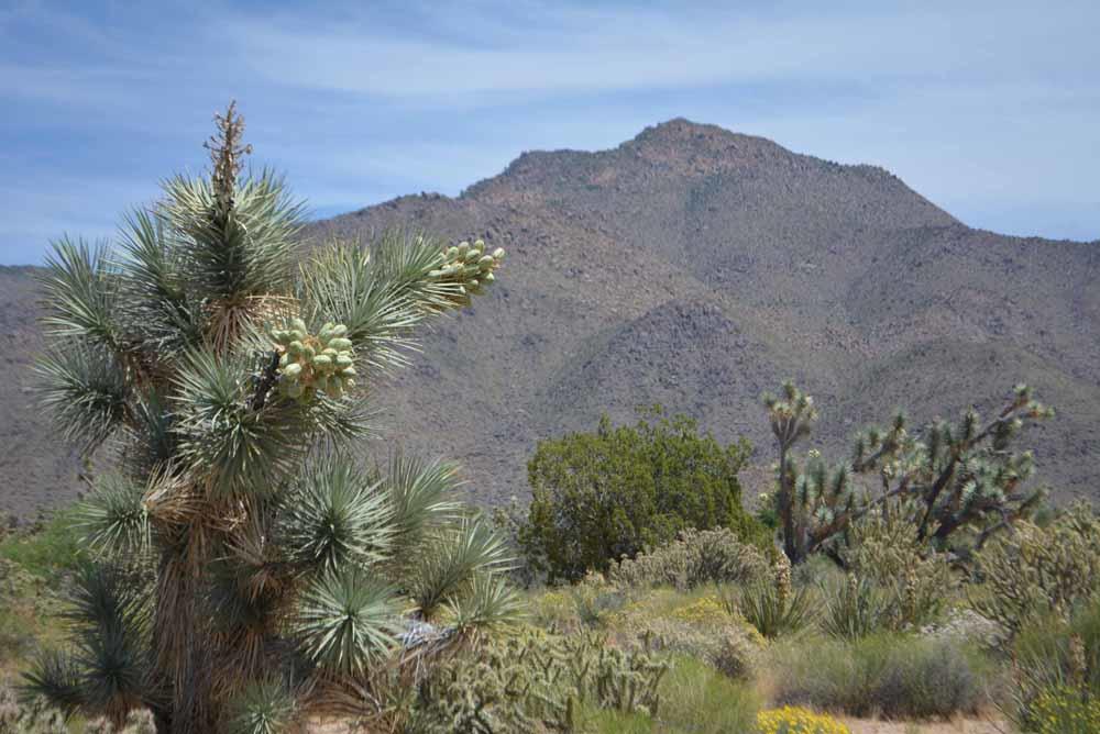 2694 East Rimrock Drive Yucca, AZ 86438 - Photo 17 of 27 DSC_0392 sm