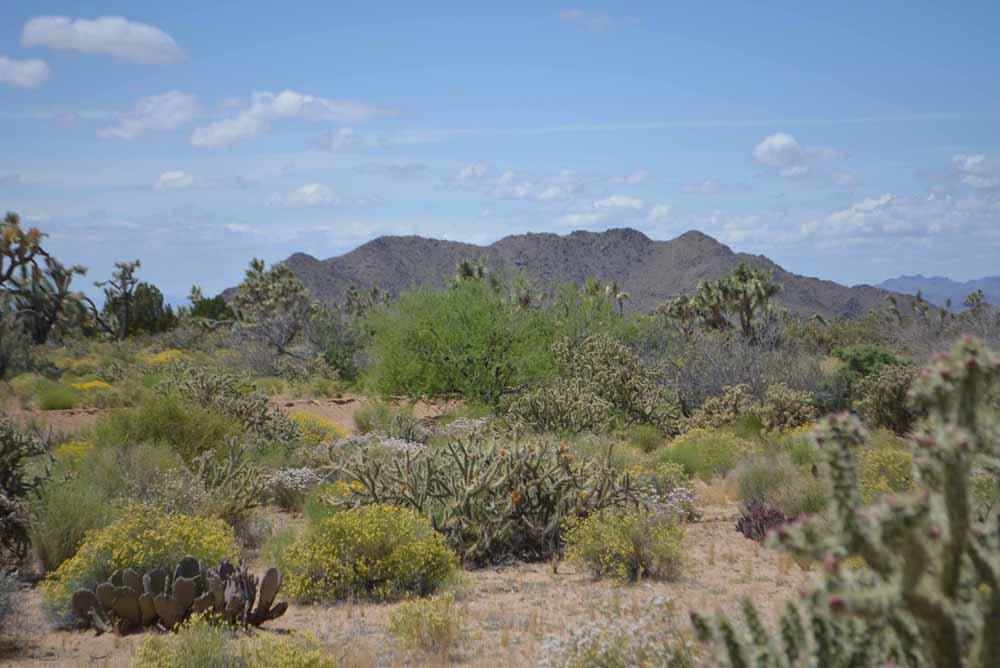 2694 East Rimrock Drive Yucca, AZ 86438 - Photo 18 of 27 DSC_0393 sm