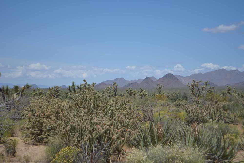 2694 East Rimrock Drive Yucca, AZ 86438 - Photo 20 of 27 DSC_0395 sm