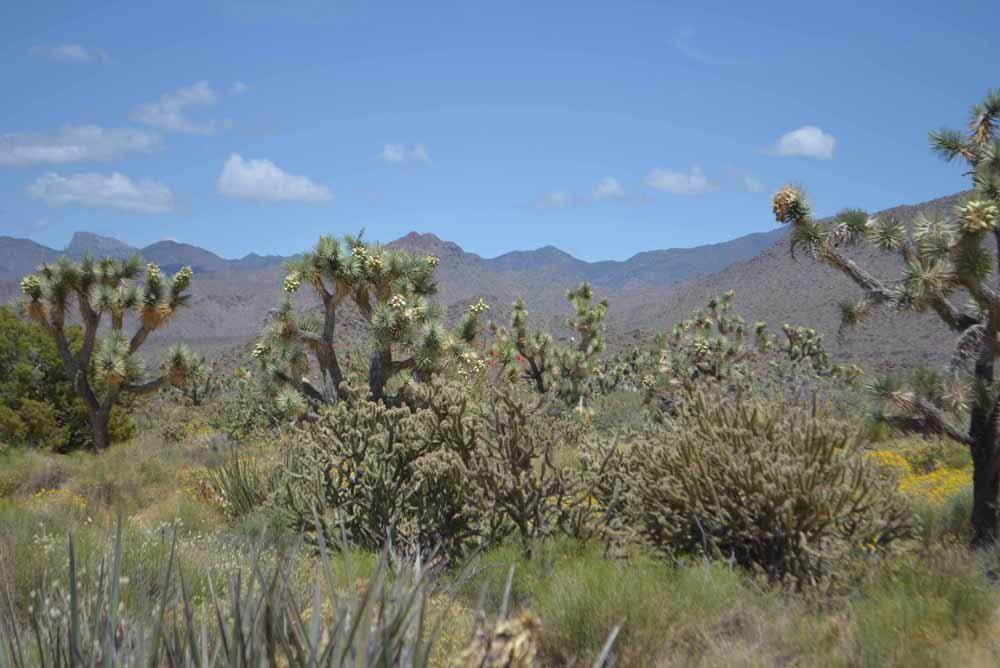 2694 East Rimrock Drive Yucca, AZ 86438 - Photo 23 of 27 DSC_0398 sm