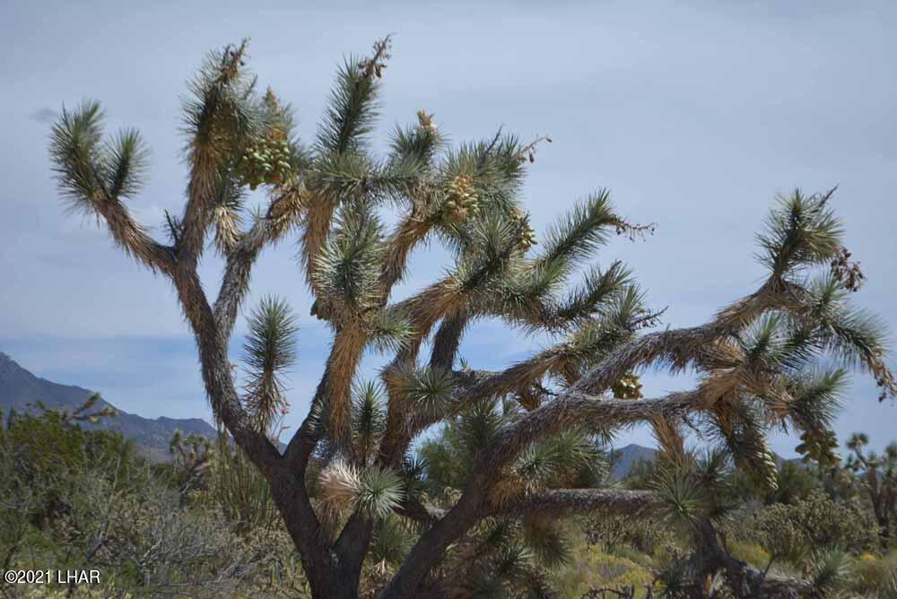 2694 East Rimrock Drive Yucca, AZ 86438 - Photo 25 of 27 DSC_0400 sm