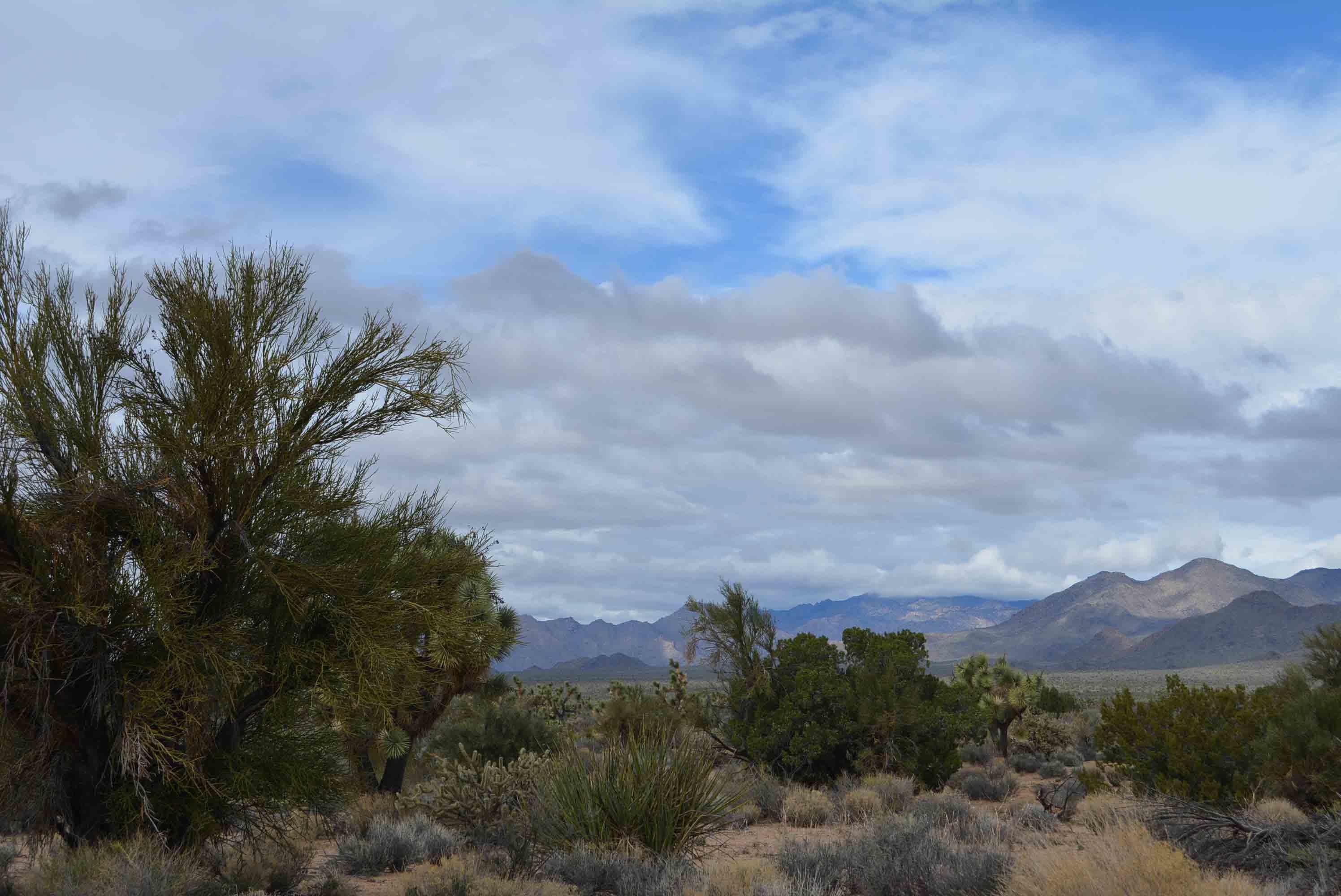 2694 East Rimrock Drive Yucca, AZ 86438 - Photo 6 of 27 DSC_0585