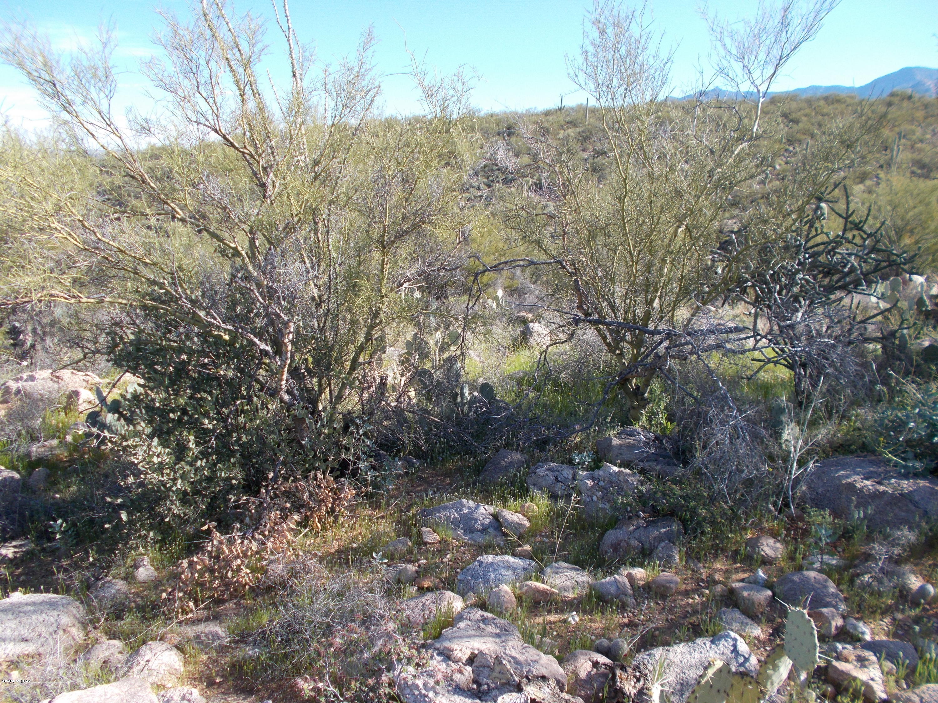 2280 Della Roccia Court, Unit 19 Oro Valley, AZ 85737 - Photo 18 of 20 a view of a dry yard with lots of bushes