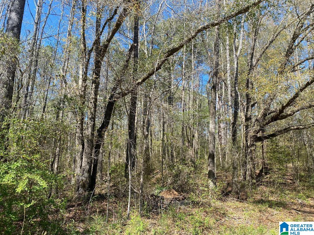 Cedrum Road Carbon Hill, AL 35549 - Photo 1 of 4