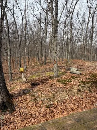 a view of a yard with trees