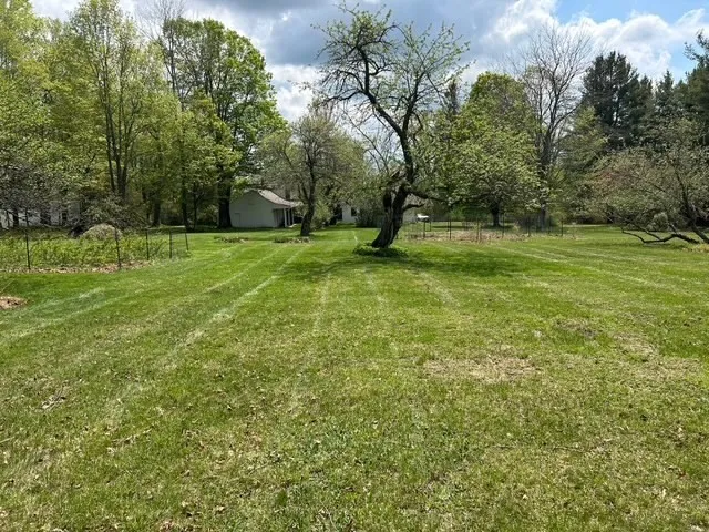 a view of a trees in a yard