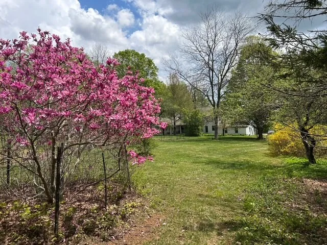 a street view with large trees
