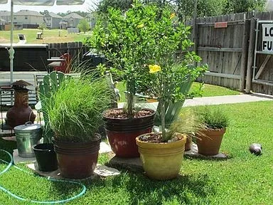 a view of a backyard with garden and plants