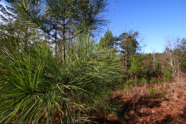 Lot 10 Burkelo Road Wagener, SC 29164 - Photo 9 of 18
