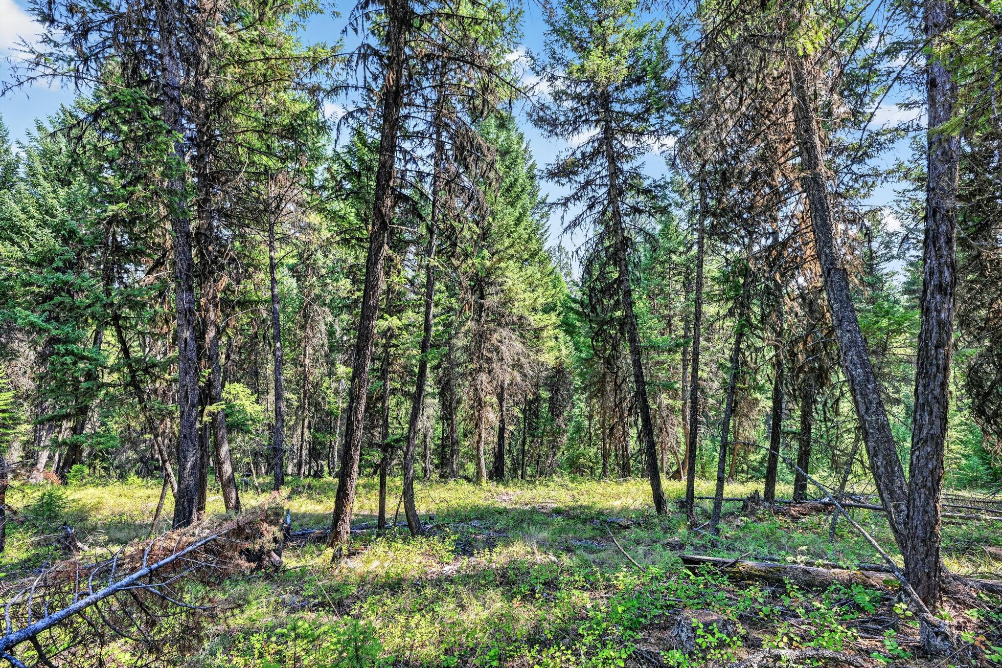 Lot 2 Forest Ridge Road Fortine, MT 59918 - Photo 16 of 22 Gallery Image 16