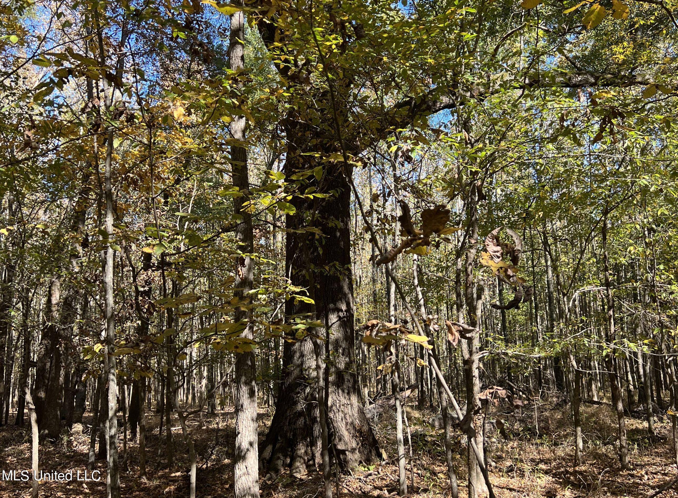5151 Nash Road Batesville, MS 38606 - Photo 70 of 75 3irvi95
