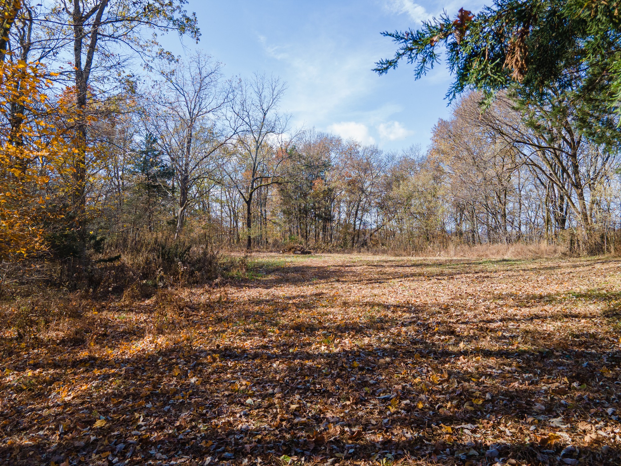 a view of outdoor space with trees