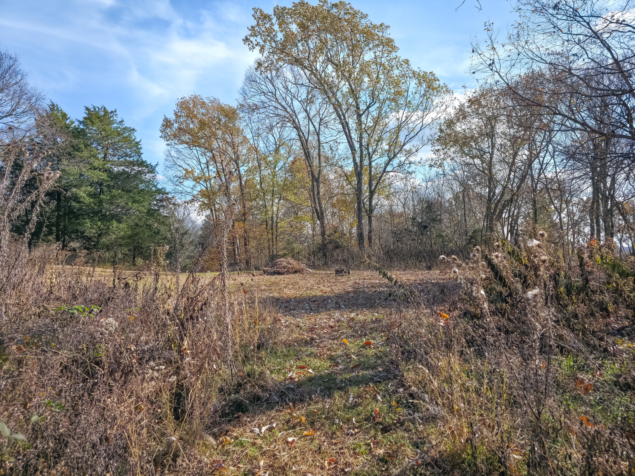 0 Toll Dugger Road Culleoka, TN 38451 - Photo 11 of 93 a view of a yard with trees