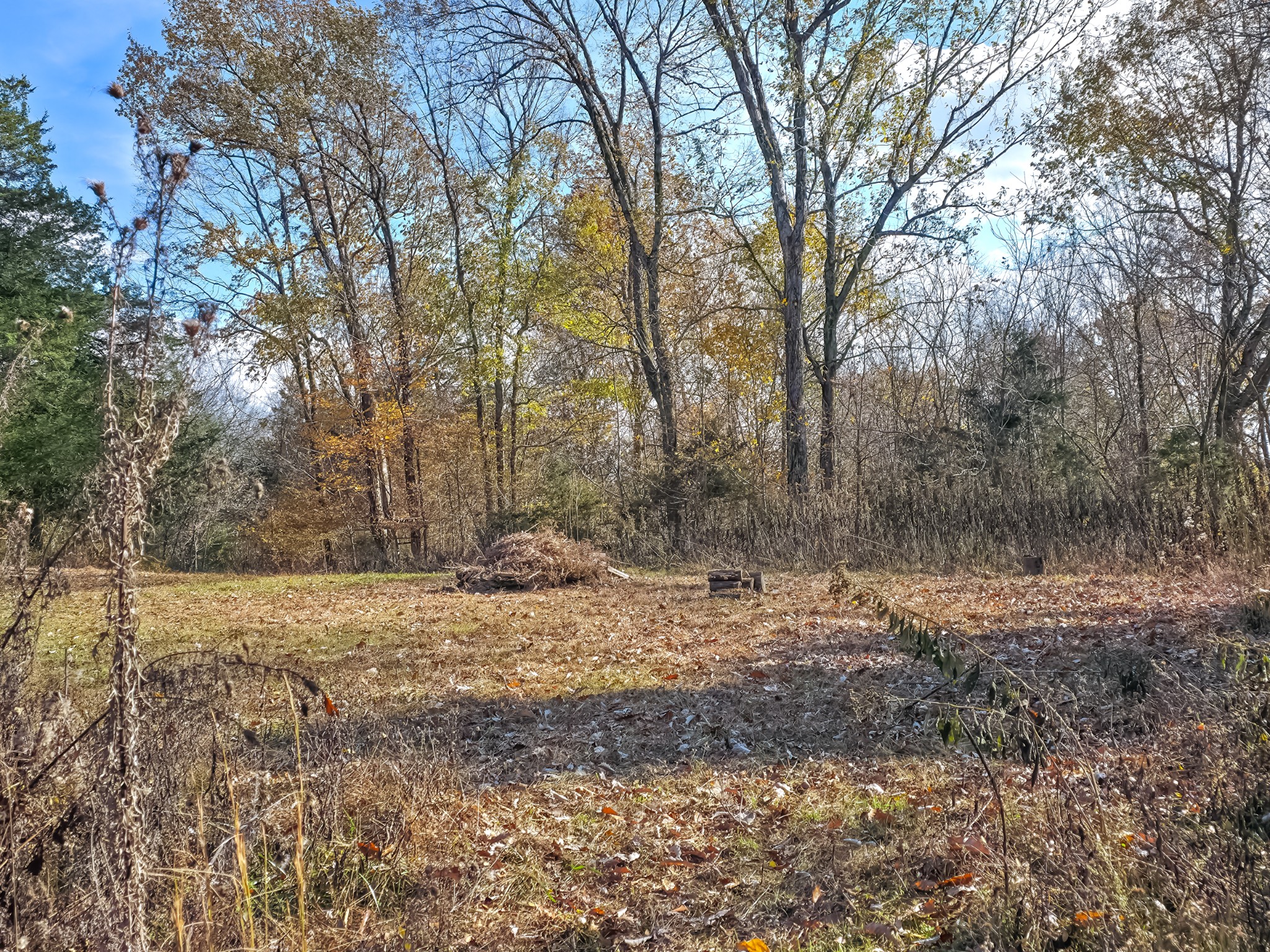 0 Toll Dugger Road Culleoka, TN 38451 - Photo 12 of 93 a view of a yard with large trees