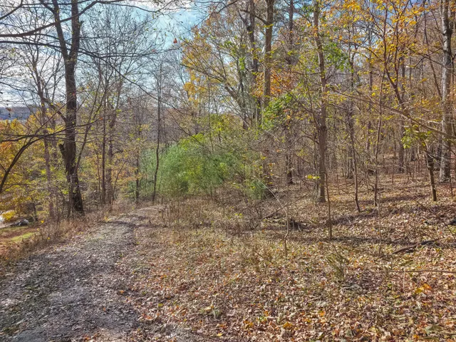 a view of a yard with large trees