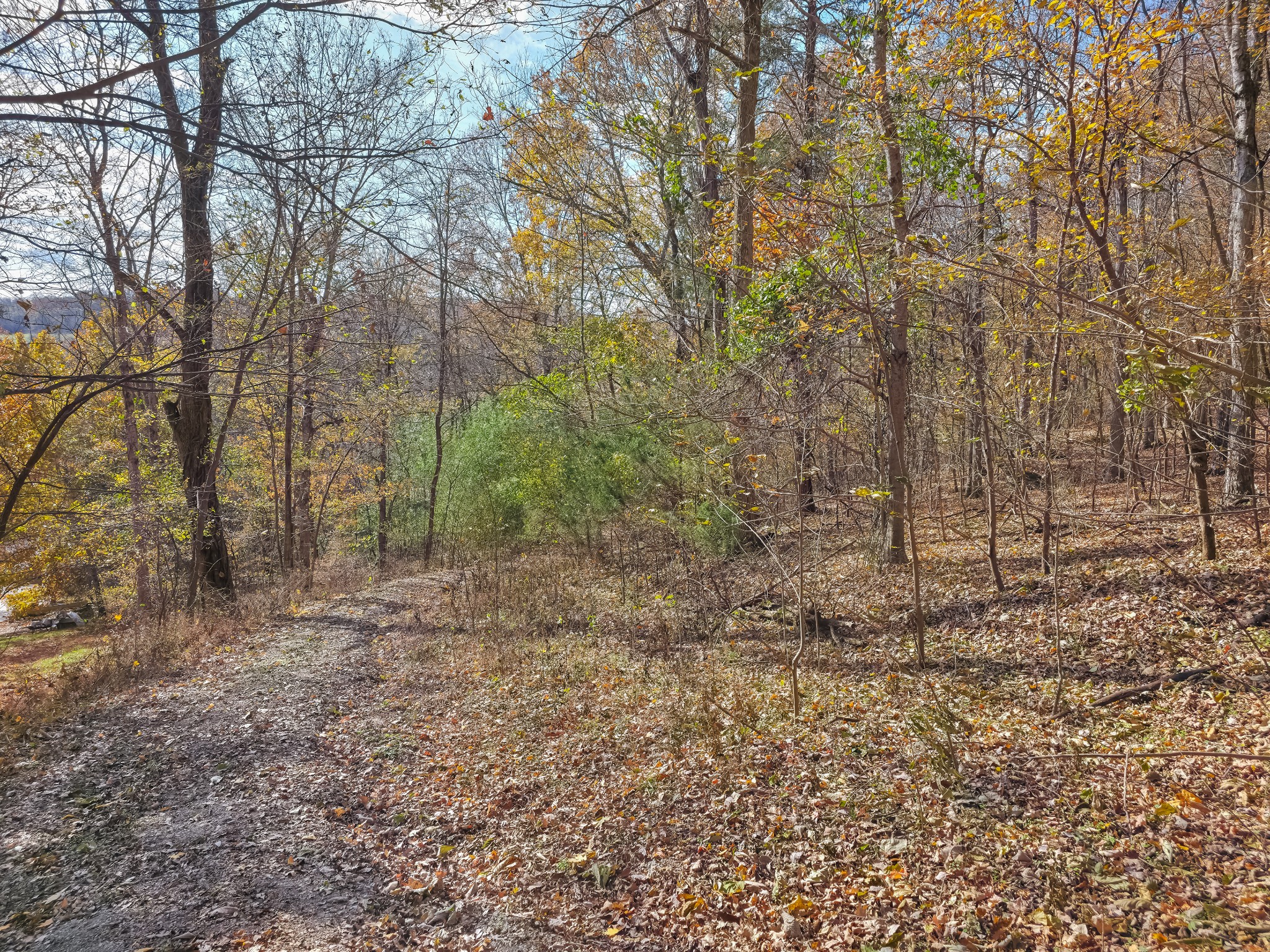 0 Toll Dugger Road Culleoka, TN 38451 - Photo 13 of 93 a view of a forest with trees