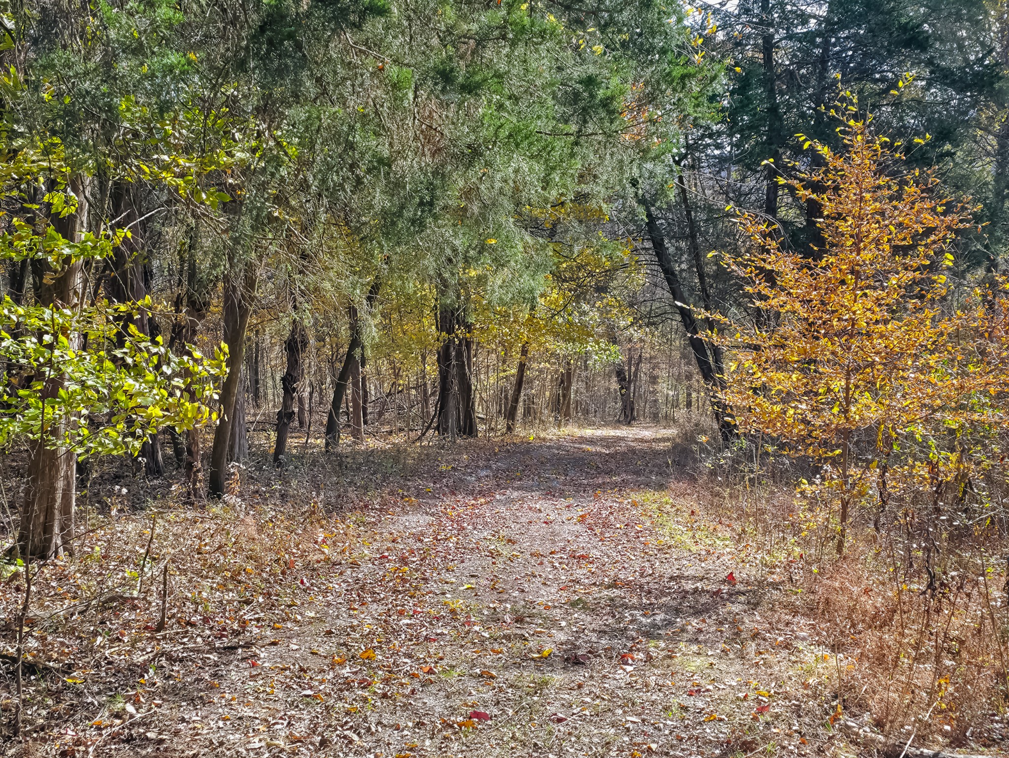0 Toll Dugger Road Culleoka, TN 38451 - Photo 14 of 93 a backyard of a house with lots of green space