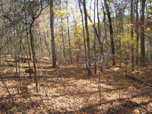 0 Toll Dugger Road Culleoka, TN 38451 - Photo 17 of 93