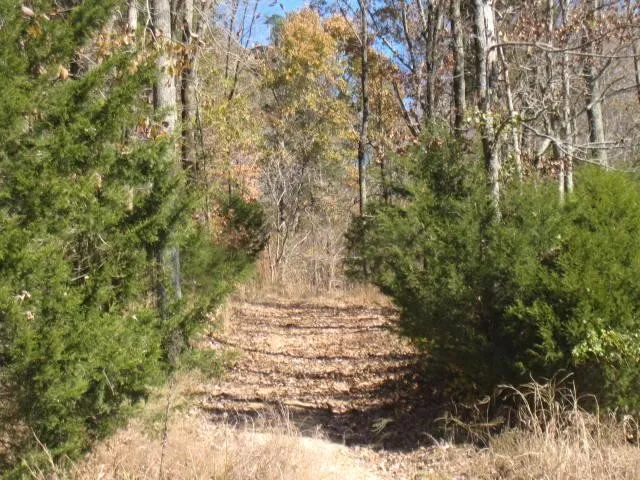 a view of backyard with large trees