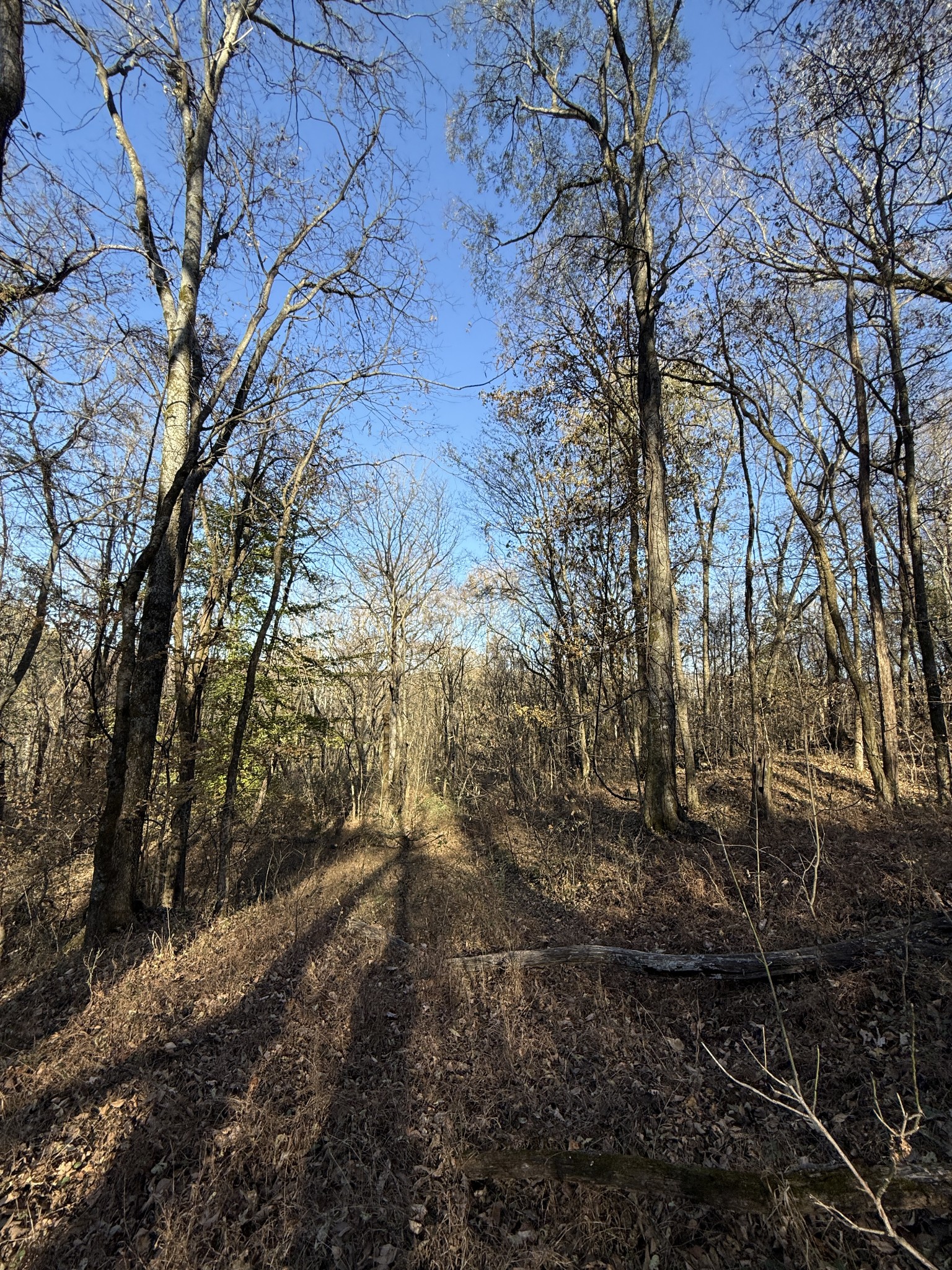 0 Toll Dugger Road Culleoka, TN 38451 - Photo 25 of 93 a view of forest