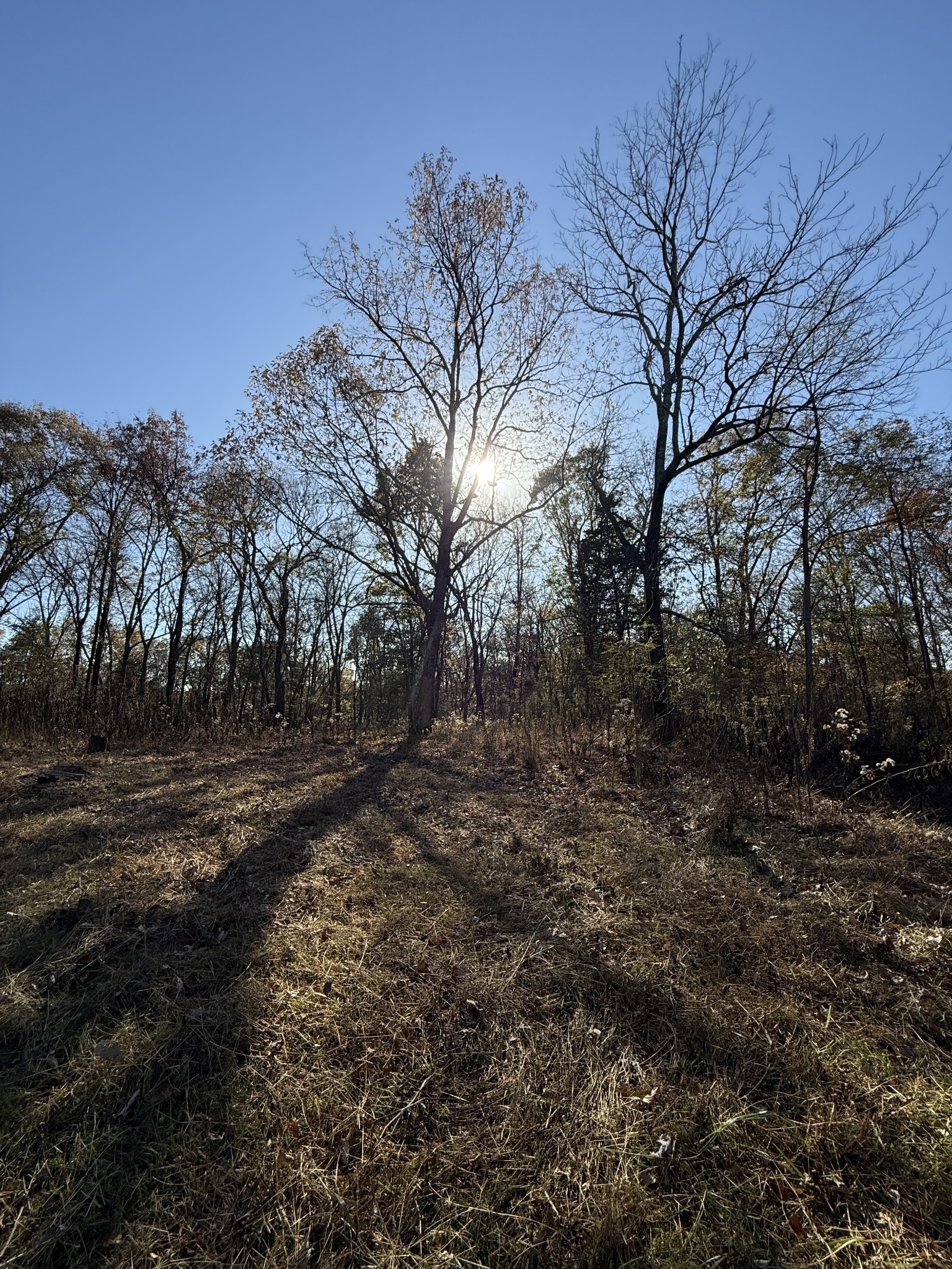 0 Toll Dugger Road Culleoka, TN 38451 - Photo 27 of 93 a view of a yard with trees