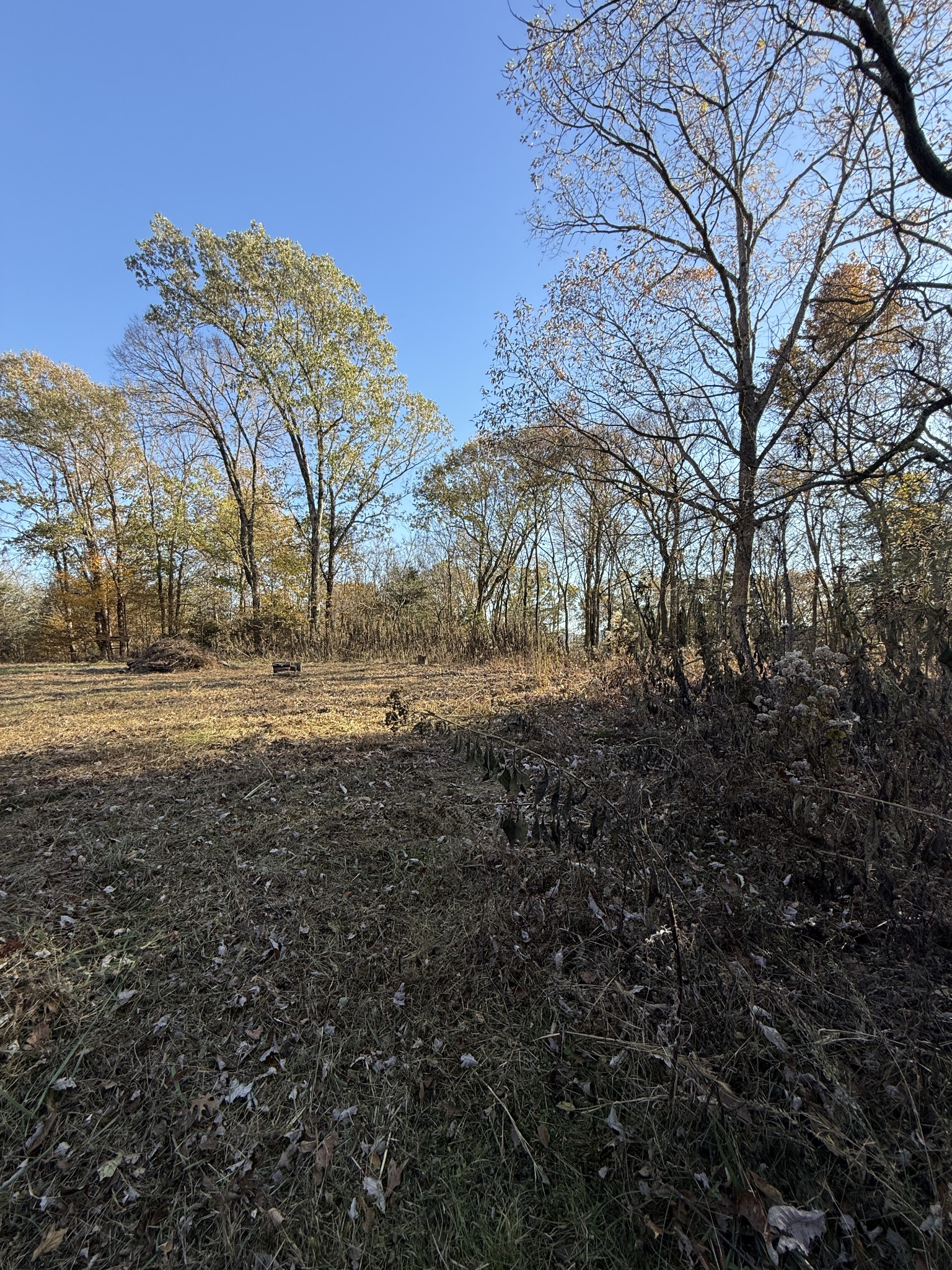 0 Toll Dugger Road Culleoka, TN 38451 - Photo 29 of 93 a view of dirt yard with a large tree