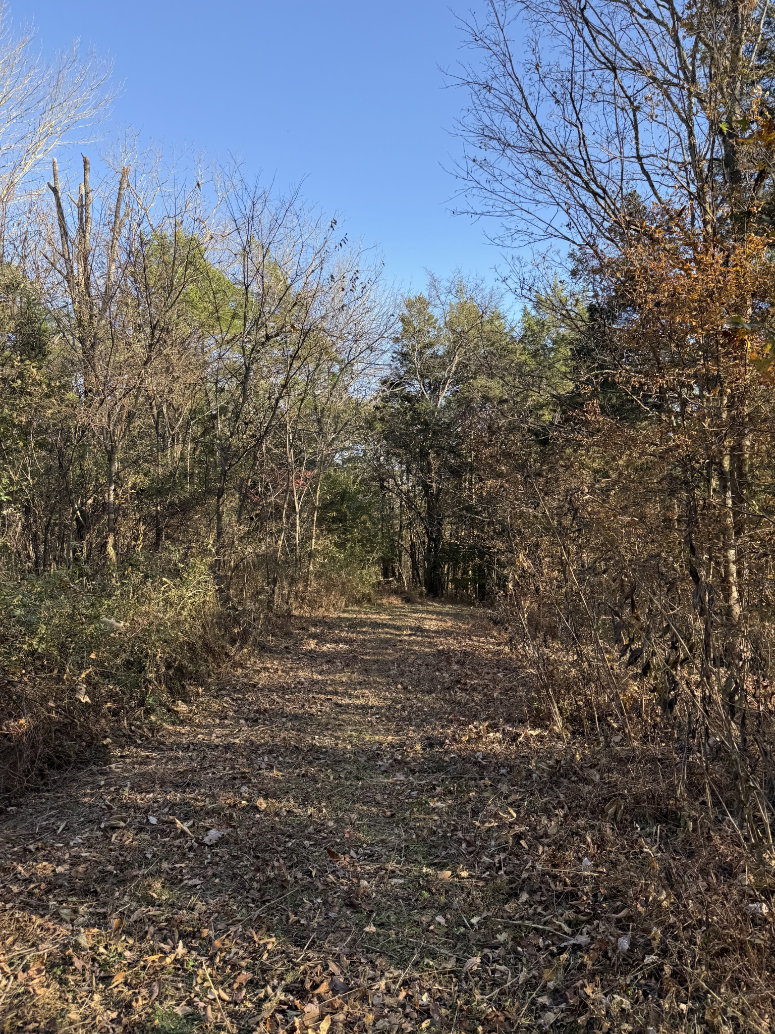 0 Toll Dugger Road Culleoka, TN 38451 - Photo 30 of 93 a view of a yard with trees in front of it