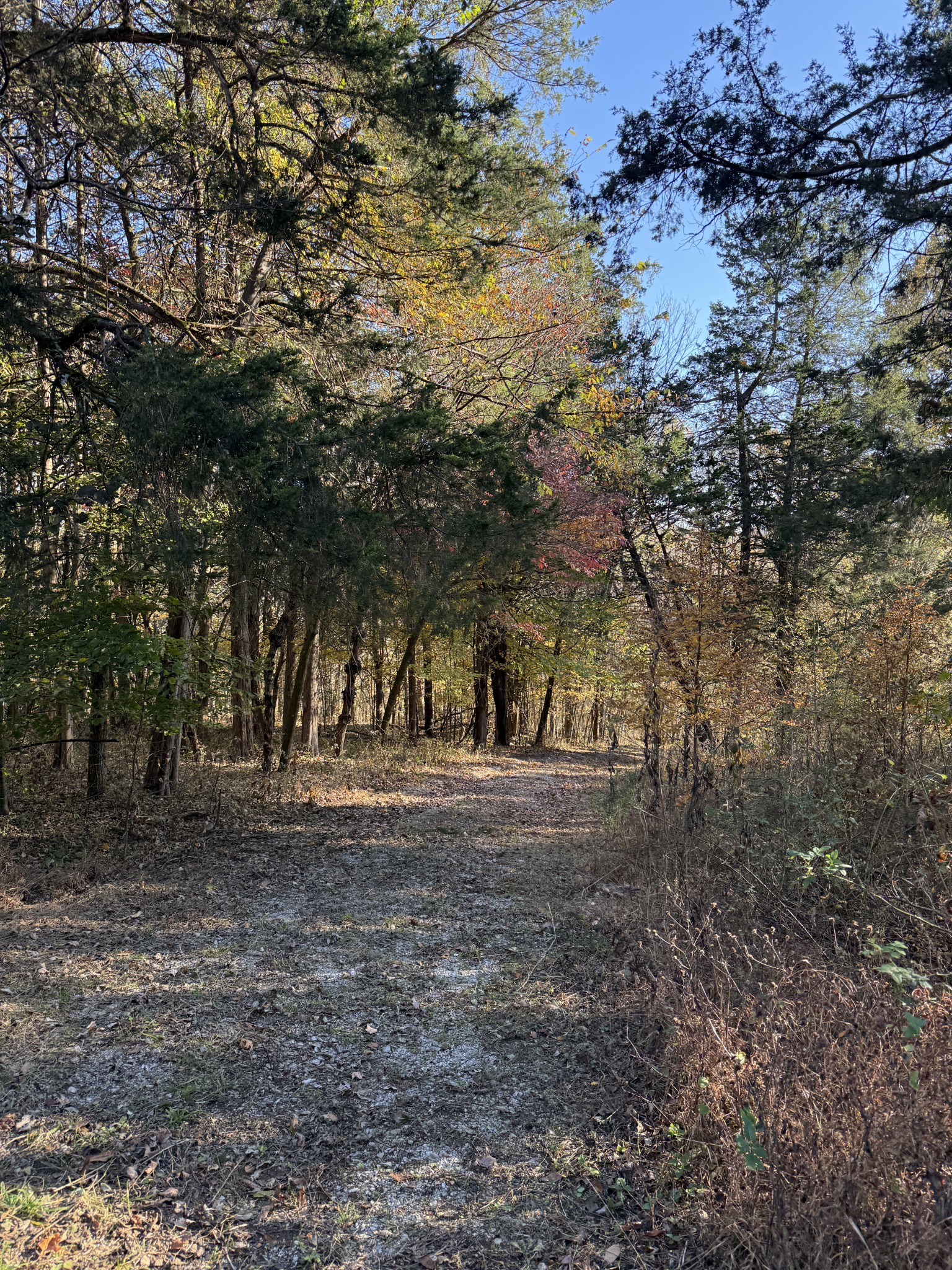 0 Toll Dugger Road Culleoka, TN 38451 - Photo 31 of 93 a view of dirt yard with a large tree