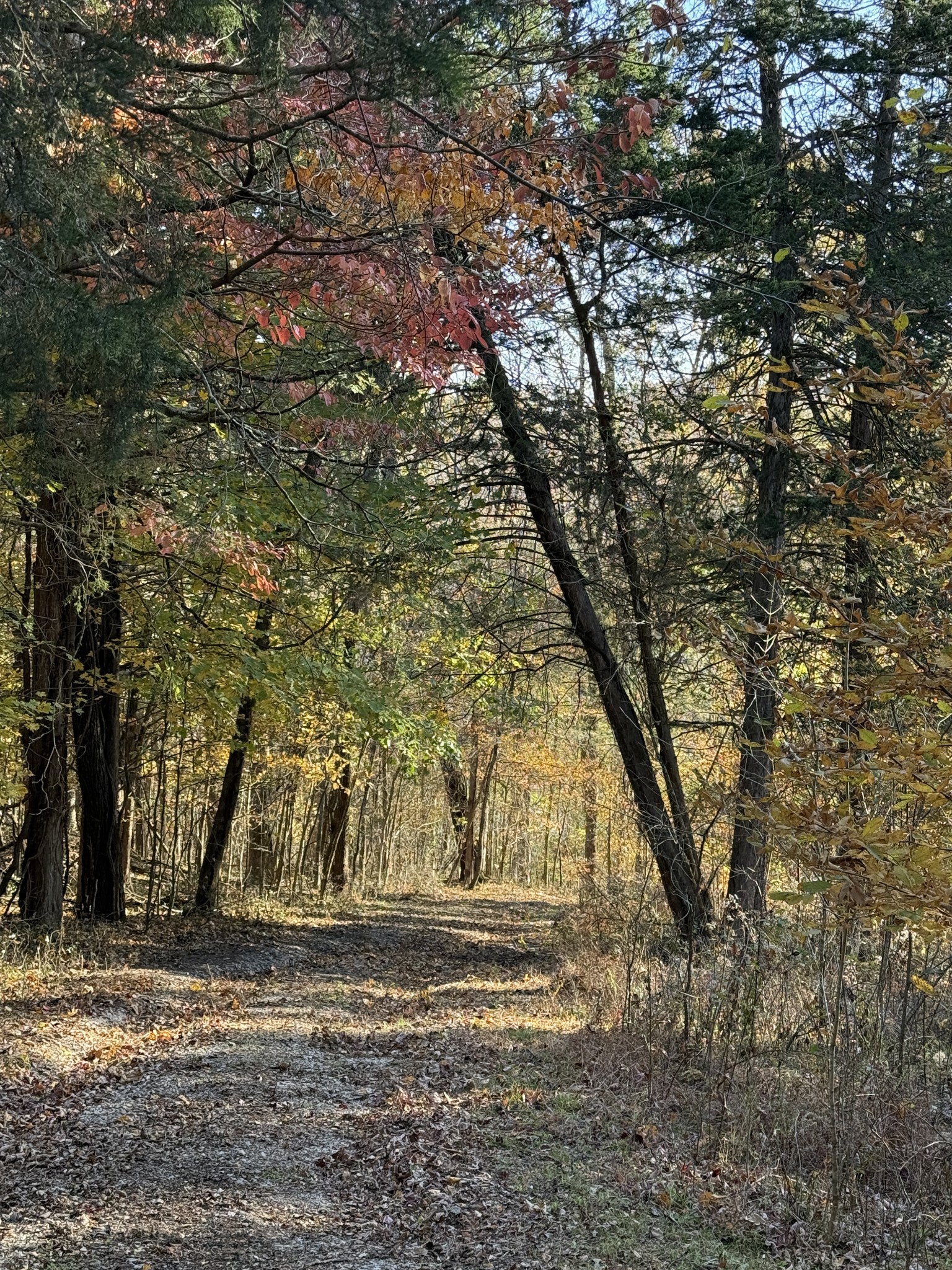 0 Toll Dugger Road Culleoka, TN 38451 - Photo 32 of 93 a view of a yard with large trees