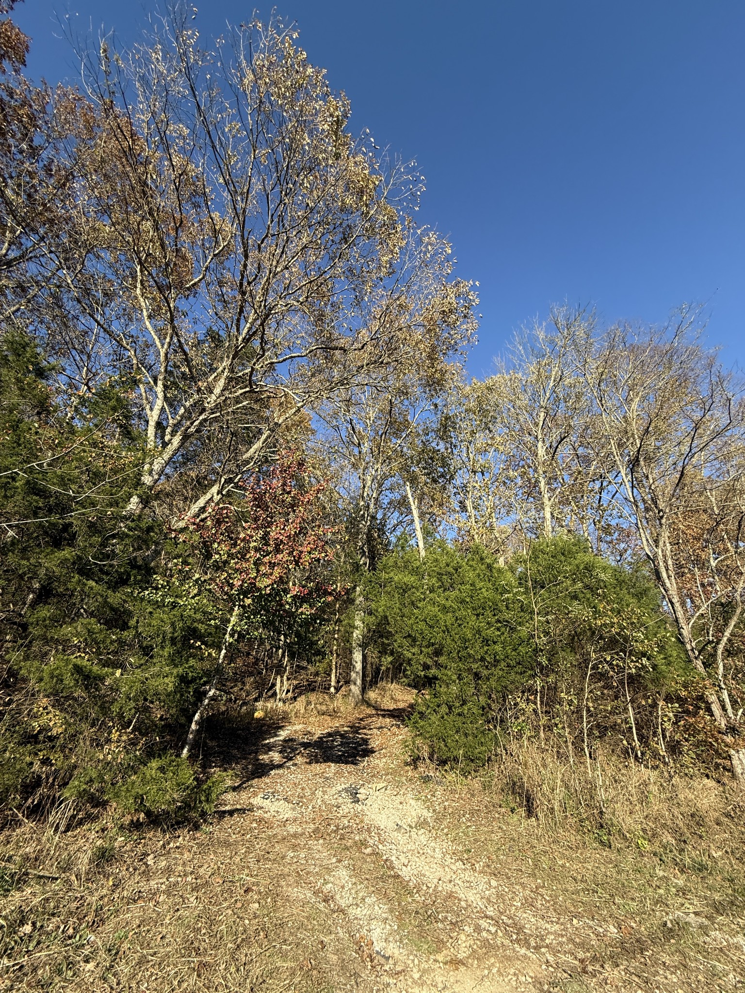 0 Toll Dugger Road Culleoka, TN 38451 - Photo 34 of 93