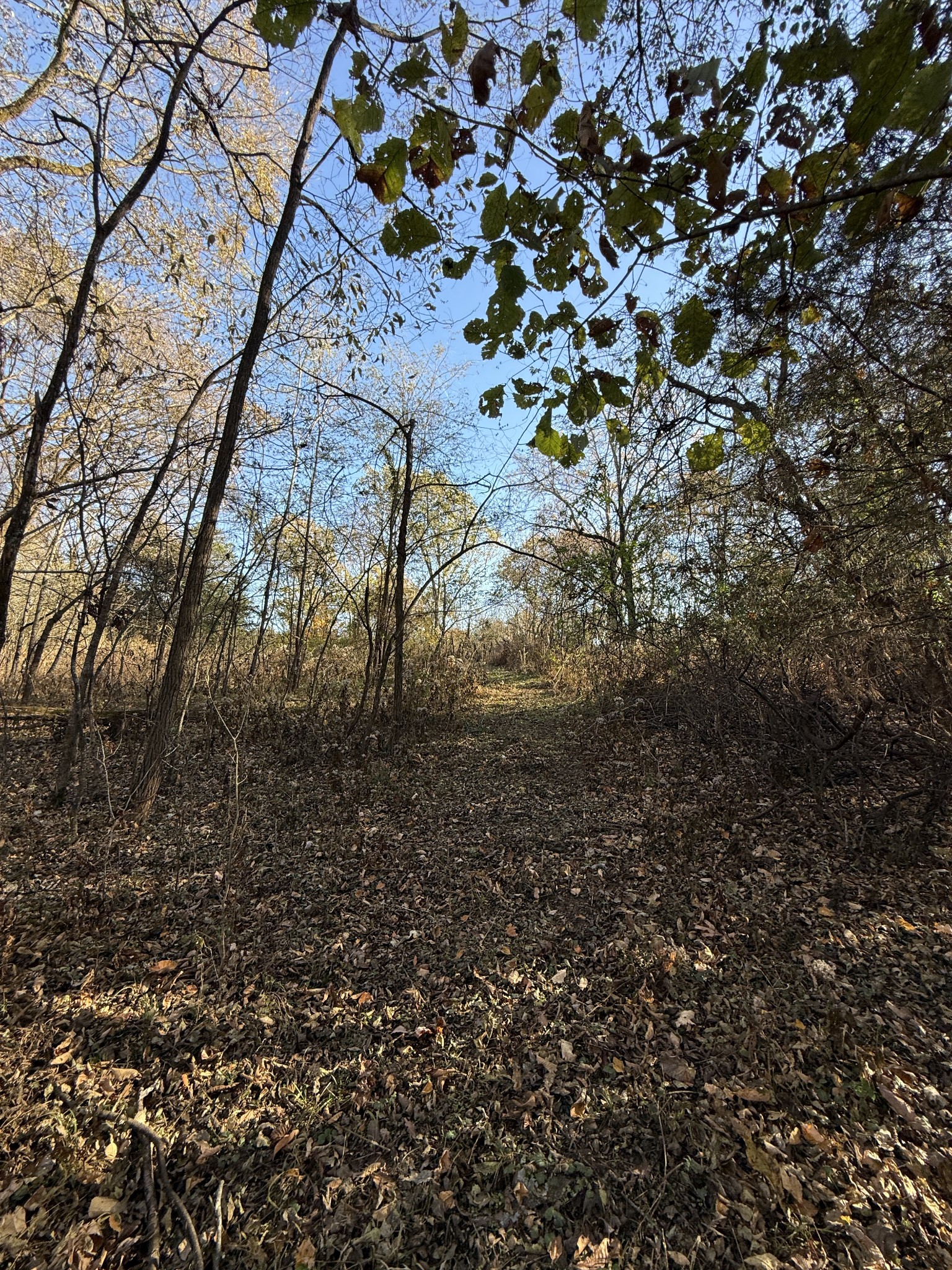 0 Toll Dugger Road Culleoka, TN 38451 - Photo 35 of 93