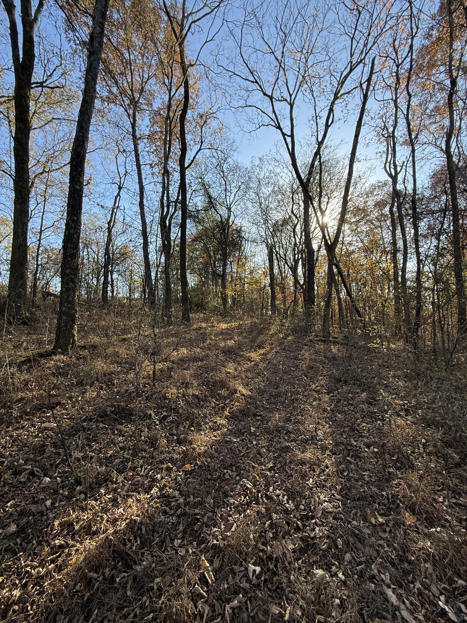 0 Toll Dugger Road Culleoka, TN 38451 - Photo 36 of 93 a view of backyard with large trees
