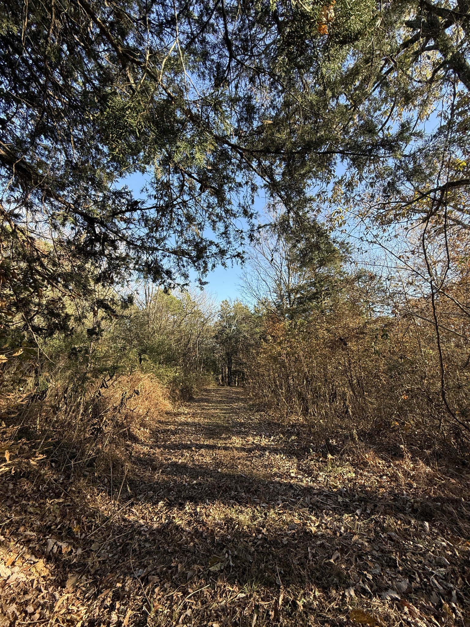 0 Toll Dugger Road Culleoka, TN 38451 - Photo 39 of 93