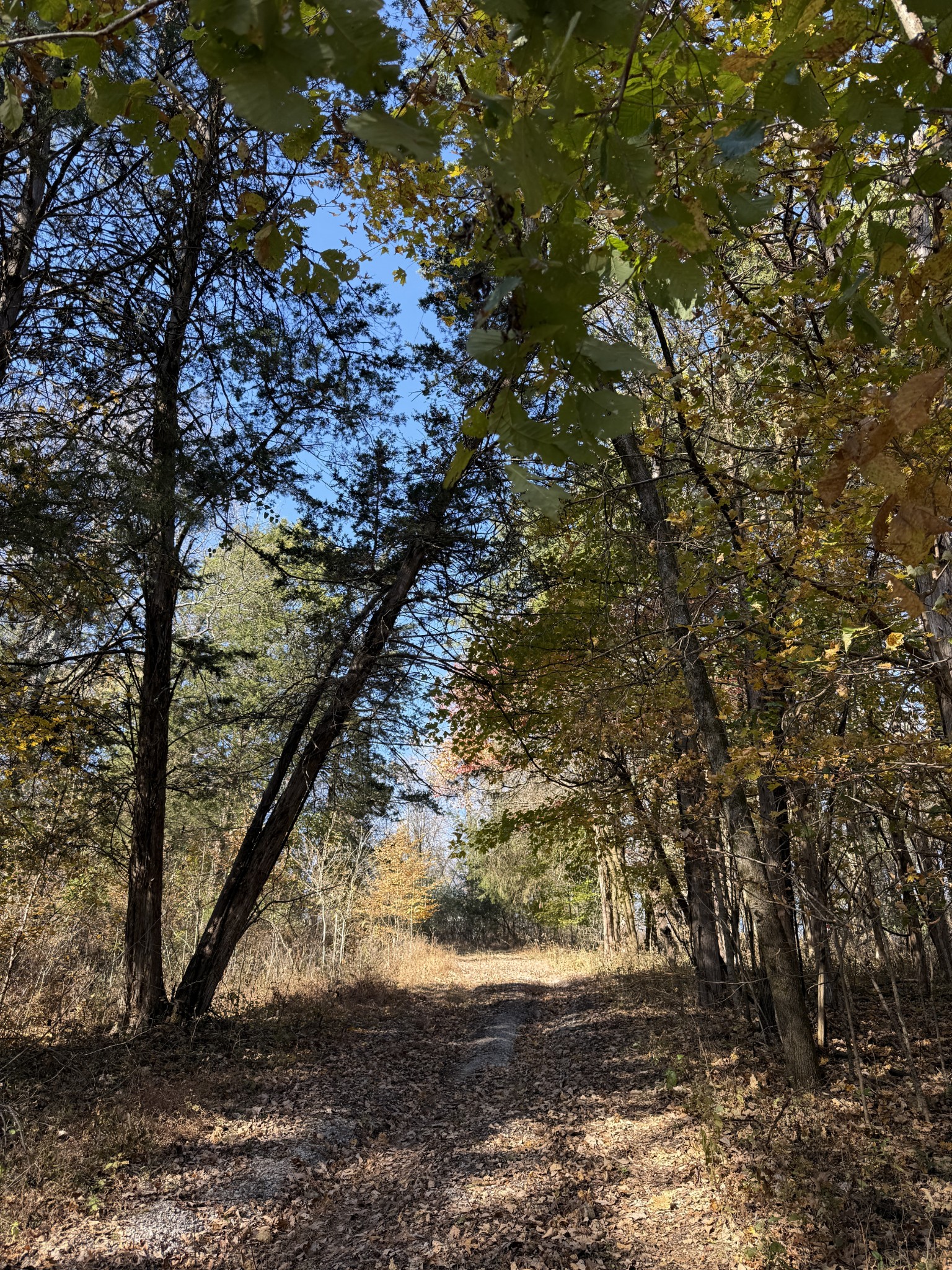 0 Toll Dugger Road Culleoka, TN 38451 - Photo 44 of 93 a view of a yard with a tree