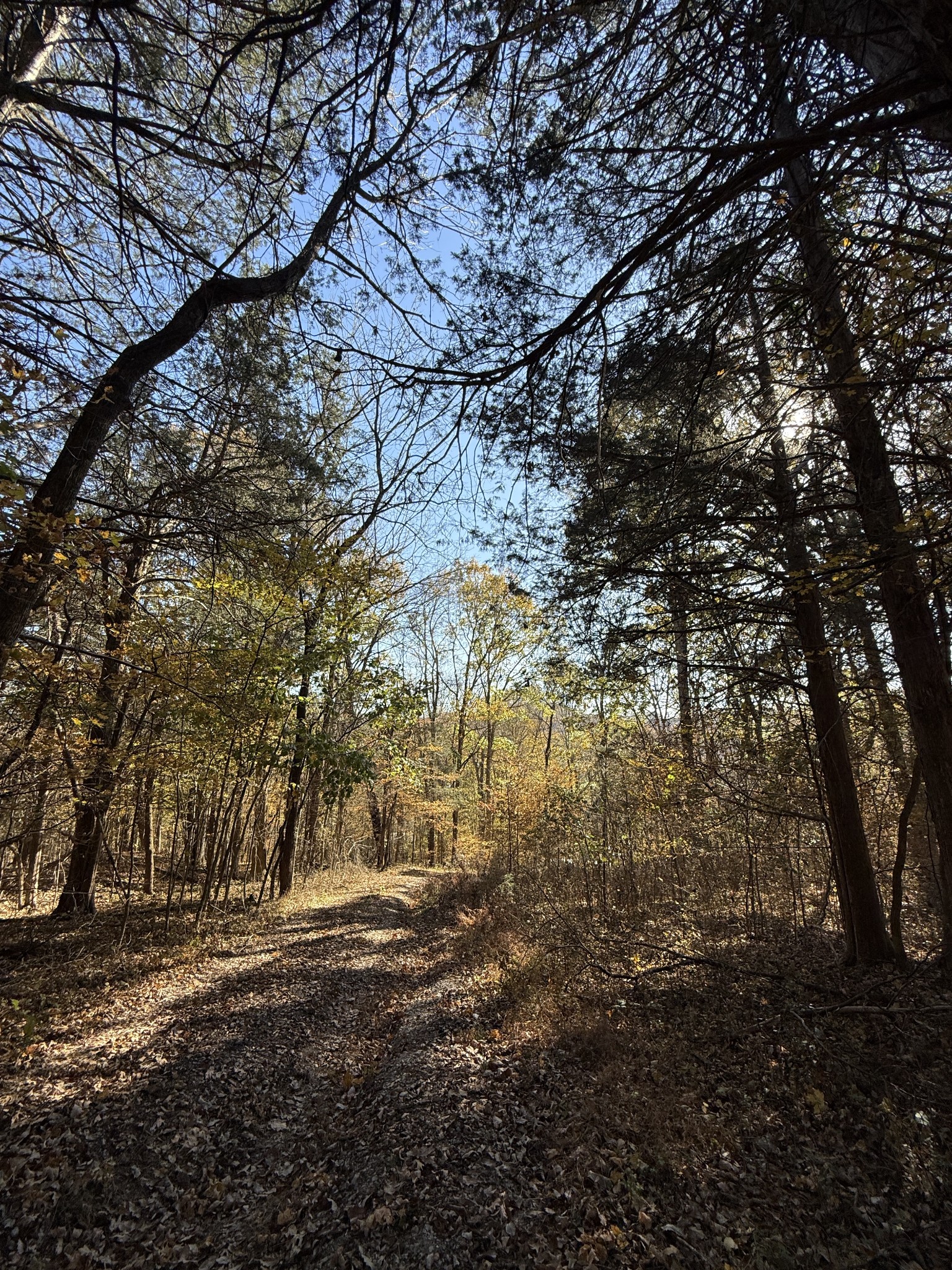 0 Toll Dugger Road Culleoka, TN 38451 - Photo 45 of 93 a view of yard