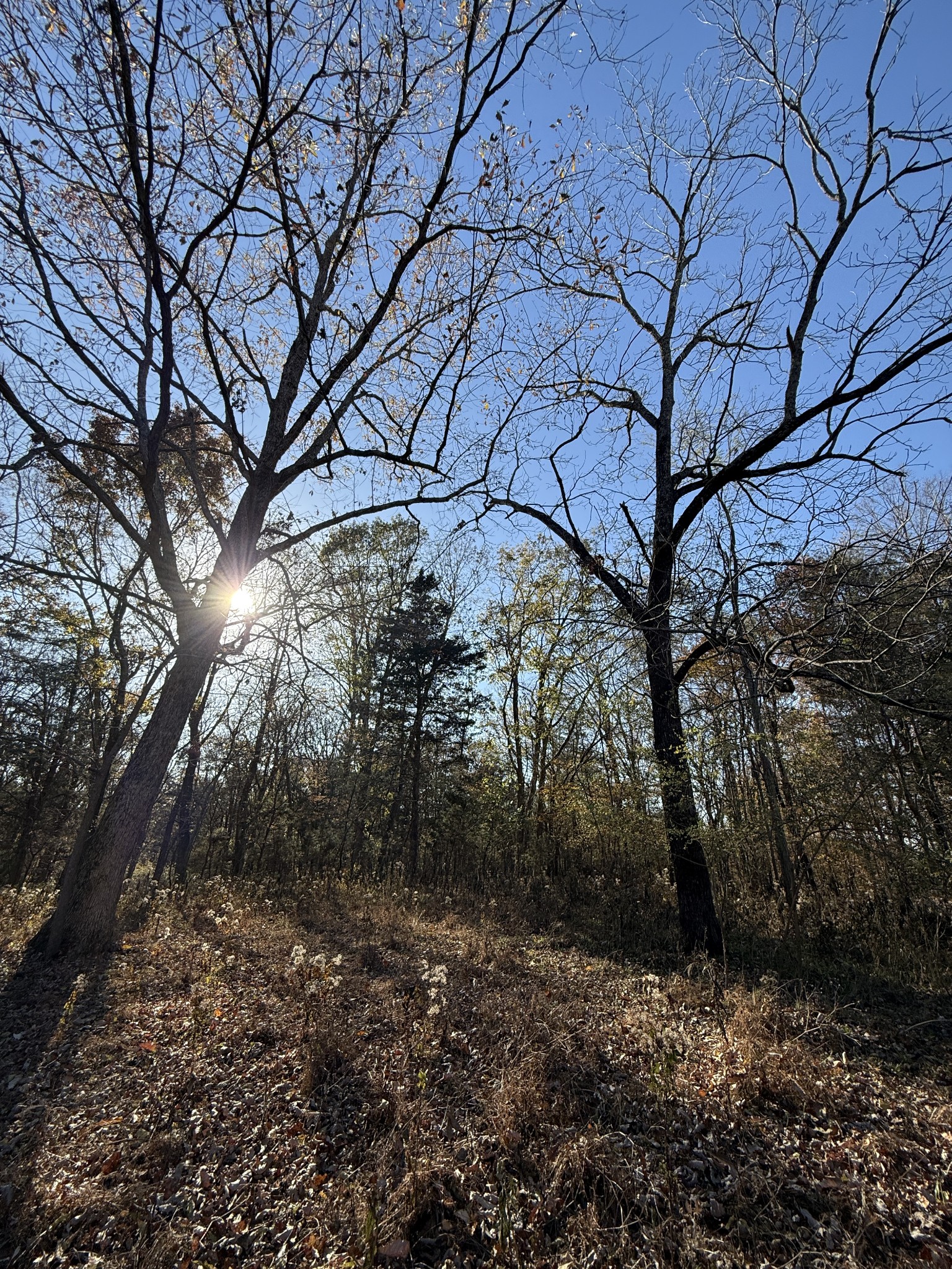 0 Toll Dugger Road Culleoka, TN 38451 - Photo 46 of 93 a backyard of a house with lots of green space