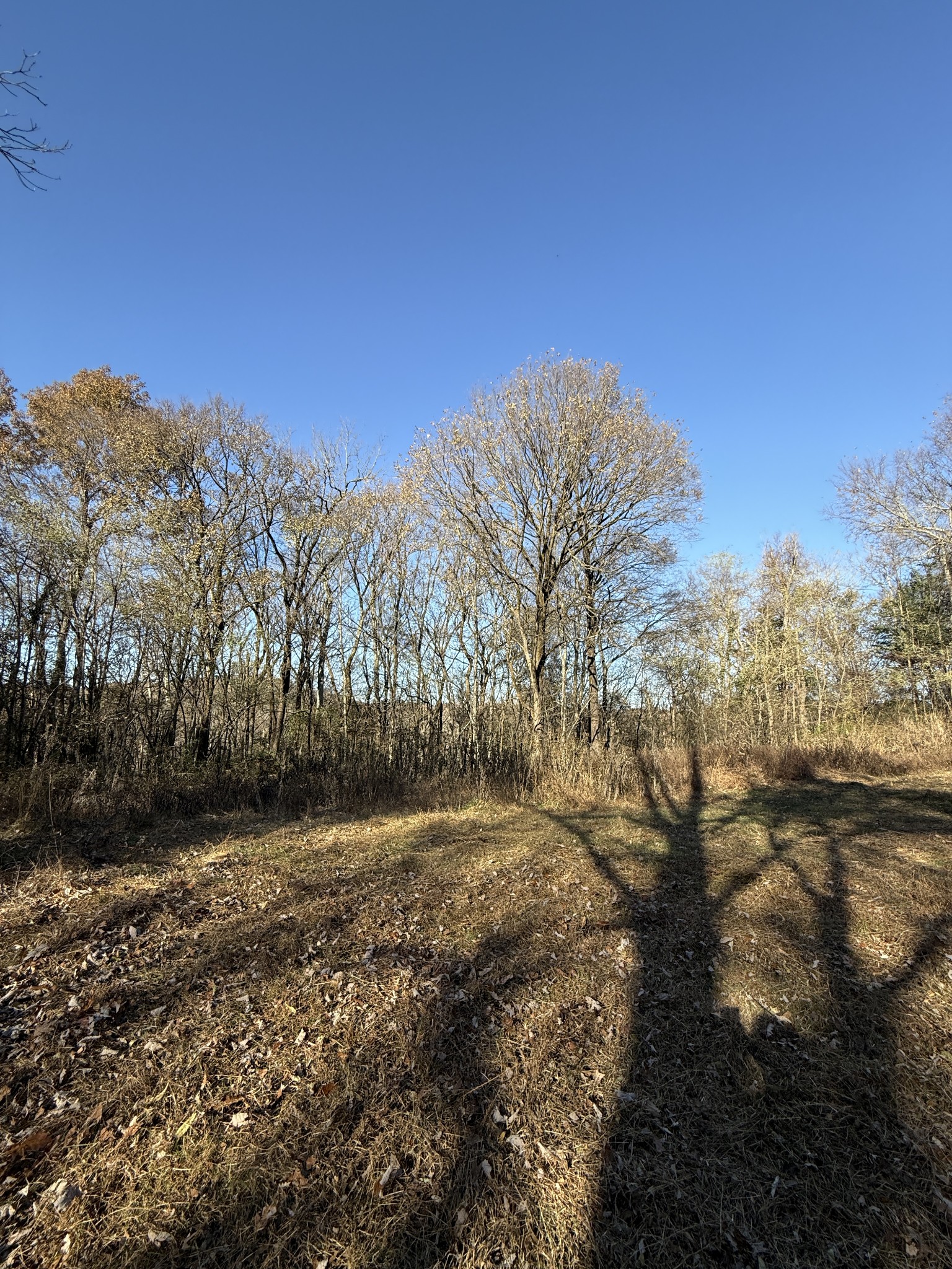 0 Toll Dugger Road Culleoka, TN 38451 - Photo 47 of 93 a view of a yard with mountains in the background