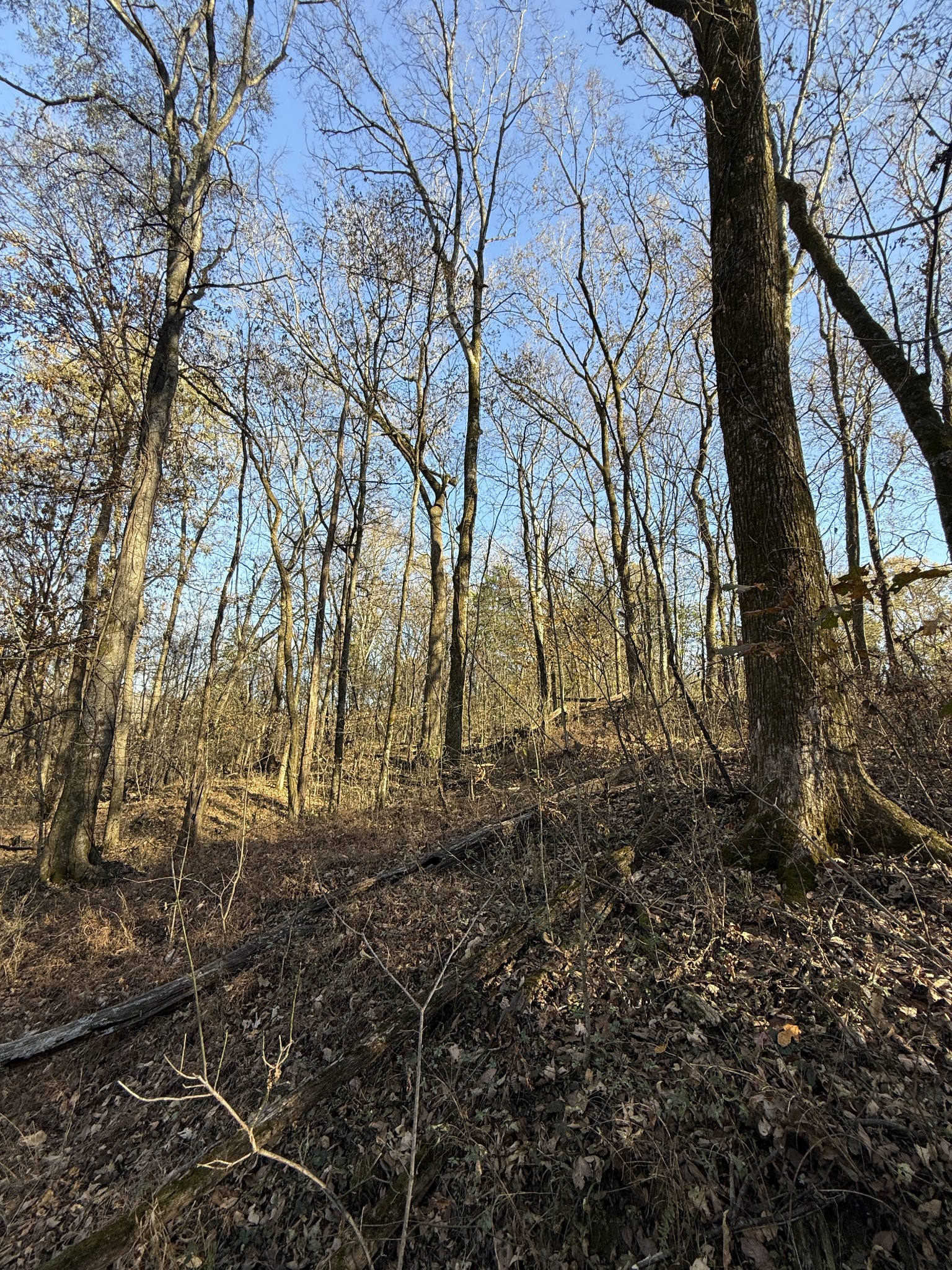 0 Toll Dugger Road Culleoka, TN 38451 - Photo 48 of 93 a view of backyard with green space