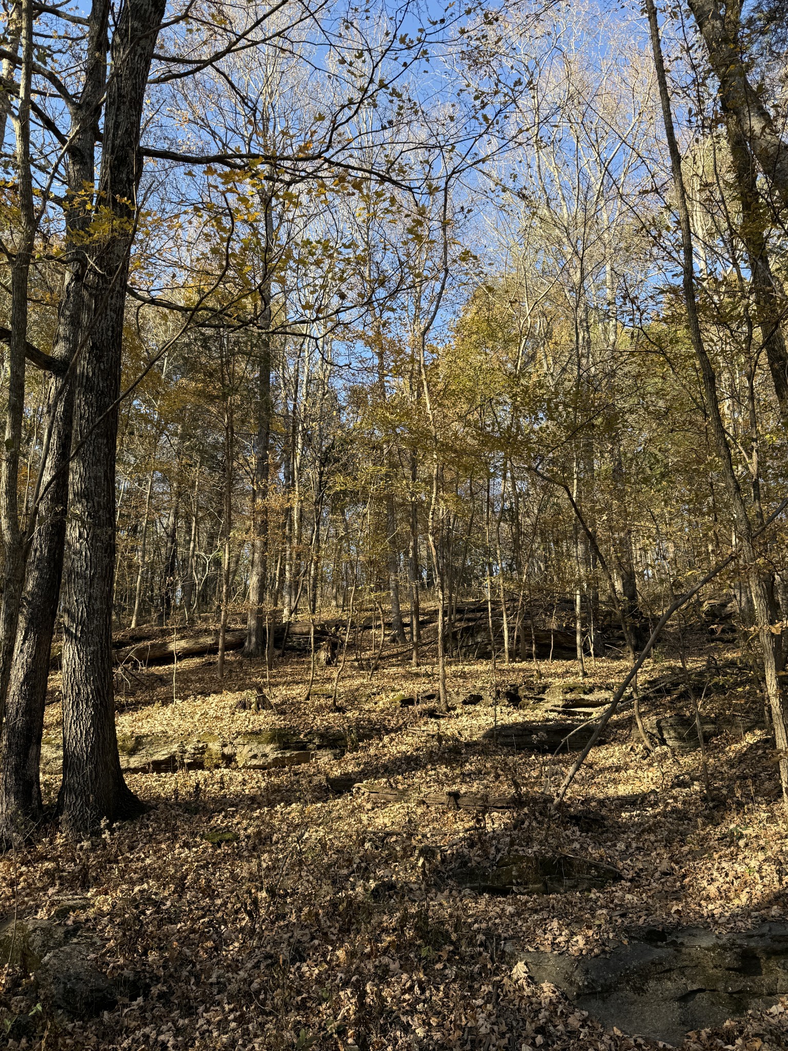 0 Toll Dugger Road Culleoka, TN 38451 - Photo 50 of 93 a view of dirt yard with trees