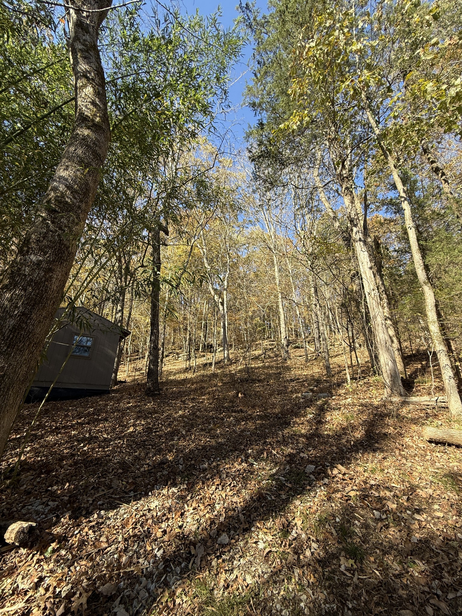 0 Toll Dugger Road Culleoka, TN 38451 - Photo 51 of 93 a view of a yard with plants and trees