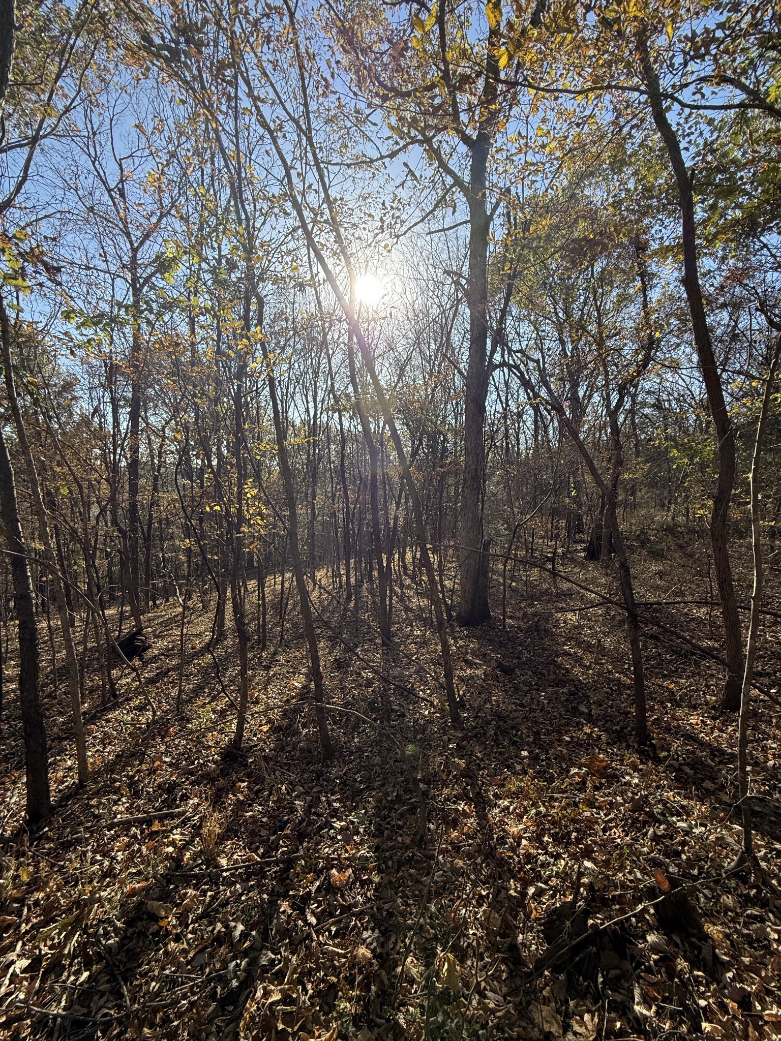 0 Toll Dugger Road Culleoka, TN 38451 - Photo 52 of 93