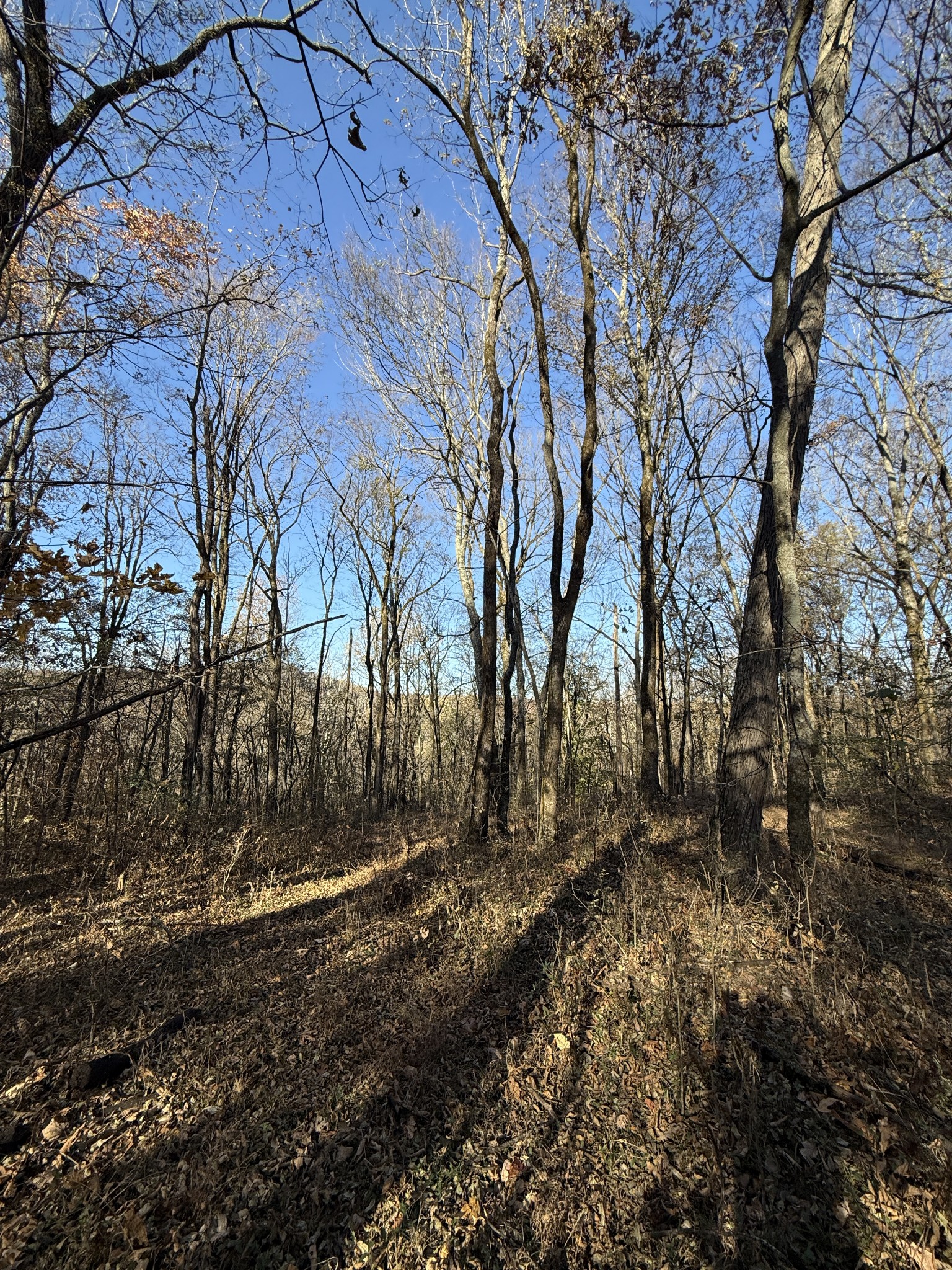 0 Toll Dugger Road Culleoka, TN 38451 - Photo 55 of 93 a view of backyard with large trees
