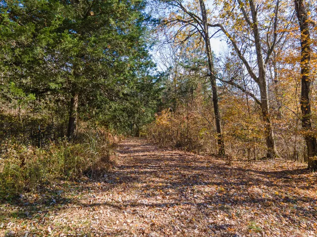 a view of a yard with large trees