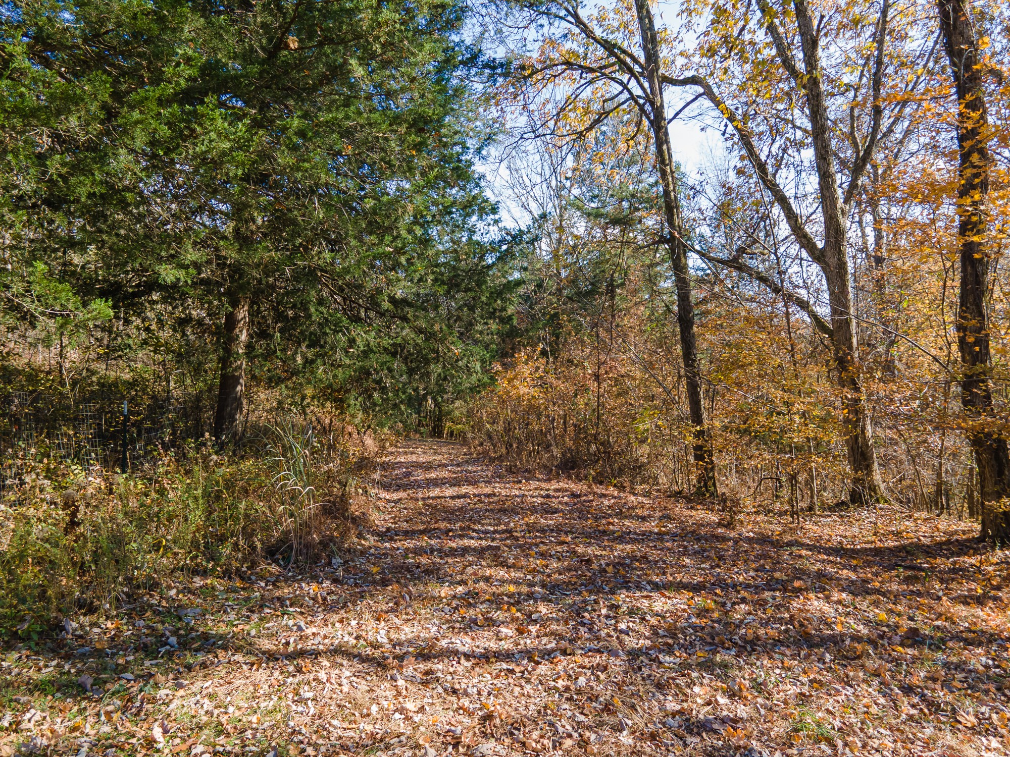 0 Toll Dugger Road Culleoka, TN 38451 - Photo 6 of 93 a view of outdoor space with trees